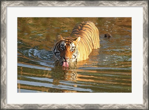 Framed Royal Bengal Tiger in the water, Ranthambhor National Park, India Print