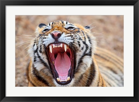 Framed Royal Bengal Tiger mouth, Ranthambhor National Park, India Print