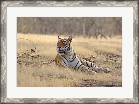 Framed Royal Bengal Tiger resting, India Print