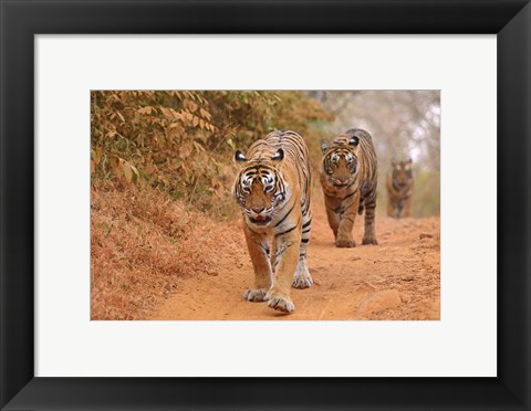 Framed Royal Bengal Tigers Along the Track, Ranthambhor National Park, India Print