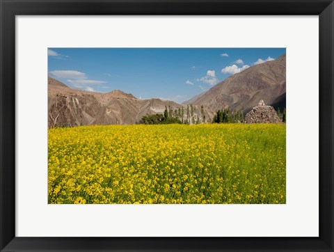 Framed Mustard flowers and mountains in Alchi, Ladakh, India Print