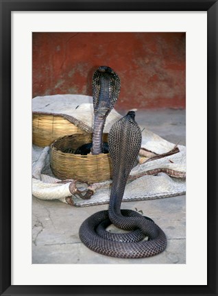 Framed Snake Charming, Oris, India Print