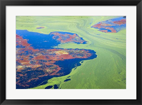 Framed Algae on the water, Indhar Lake, Udaipur, Rajasthan, India Print