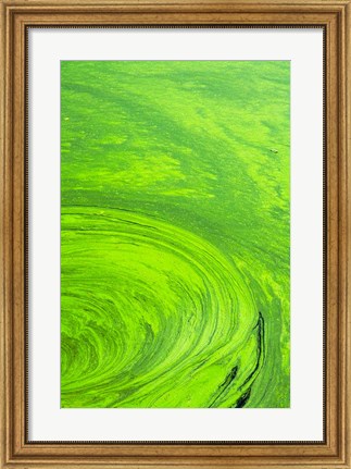Framed Algae on water, Indhar Lake, Udaipur, Rajasthan, India Print