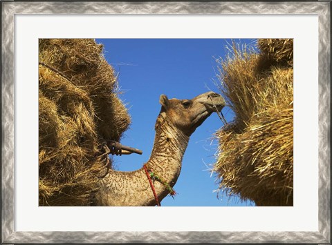 Framed Camel Carrying Straw, Pushkar, Rajasthan, India Print