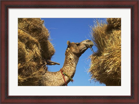 Framed Camel Carrying Straw, Pushkar, Rajasthan, India Print