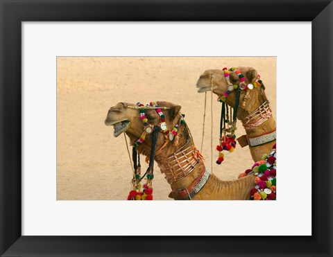 Framed Decorated Camel in the Thar Desert, Jaisalmer, Rajasthan, India Print