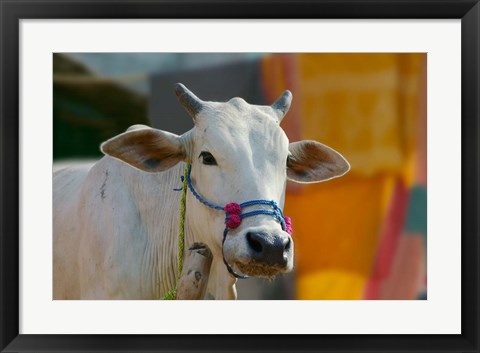 Framed White cows, Farm Animal, Kansamari area, Orissa, India Print