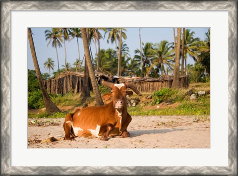 Framed Goa, India. A lazy cow resting on Vagator Beach Print