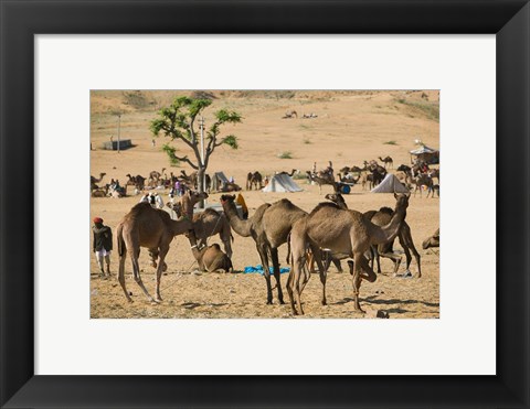 Framed Camel Market, Pushkar Camel Fair, India Print
