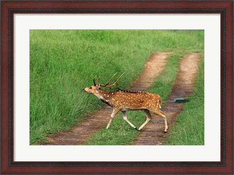 Framed Chital Stag, Corbett National Park, India Print