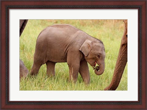 Framed Indian Elephant calf,Corbett National Park, India Print