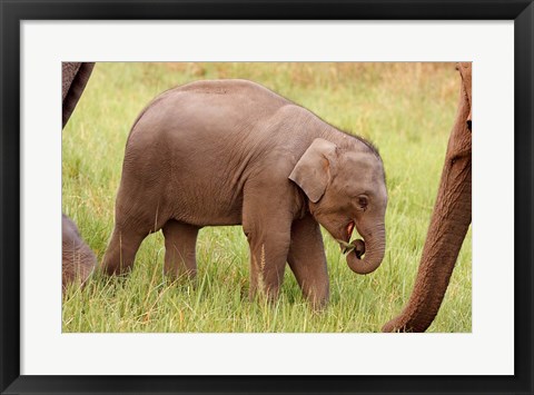 Framed Indian Elephant calf,Corbett National Park, India Print