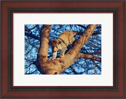 Framed Leopard wildlife, Ranthambhor National Park, India Print