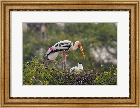 Framed Painted Stork birds, Keoladeo National Park, India Print