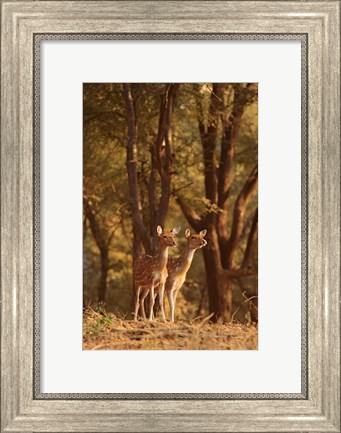 Framed Spotted Deers watching Tiger, Ranthambhor NP, India Print