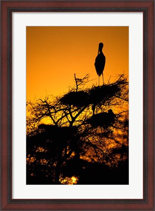Framed Silhouette of Painted Stork, Keoladeo National Park, Rajasthan, India Print