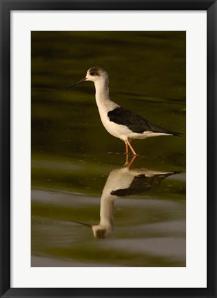 Framed Black-winged stilt bird, INDIA Print