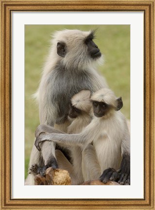 Framed Hanuman Langurs monkeys, Jodhpur, Rajasthan Print