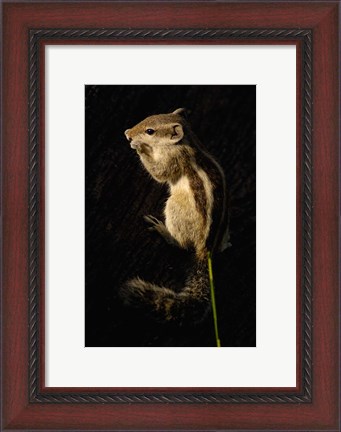Framed Northern Palm Squirrel, Bharatpur NP, Rajasthan. INDIA Print
