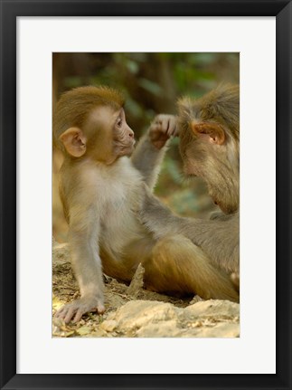 Framed Rhesus Macaque, Bharatpur National Park, Rajasthan INDIA Print