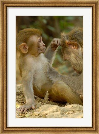 Framed Rhesus Macaque, Bharatpur National Park, Rajasthan INDIA Print