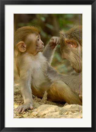 Framed Rhesus Macaque, Bharatpur National Park, Rajasthan INDIA Print