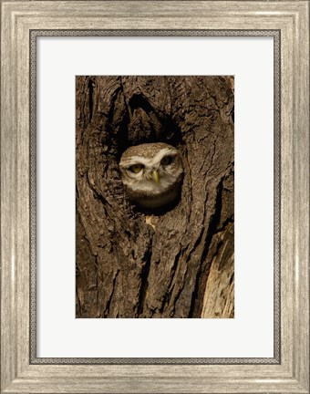 Framed Spotted Owlet bird in a tree, Bharatpur NP, Rajasthan. INDIA Print