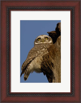 Framed Spotted Owlet bird, Bharatpur NP, Rajasthan. INDIA Print