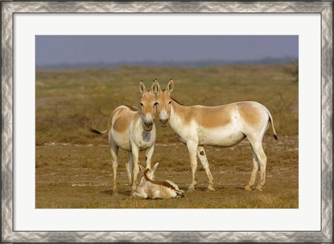 Framed Group of Asiatic Wild Ass,  Gujarat, INDIA Print