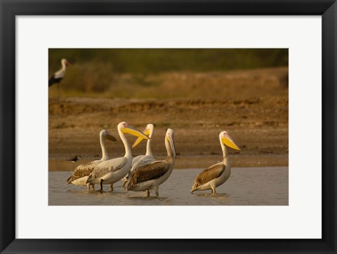 Framed Great White Pelican bird, Velavadar, Gujarat, SW INDIA Print