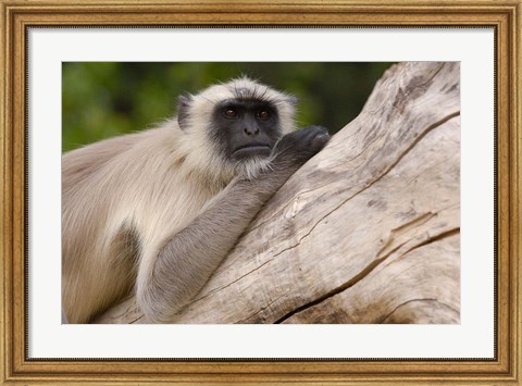 Framed Hanuman Langur monkey, Mandore, Rajasthan. INDIA Print