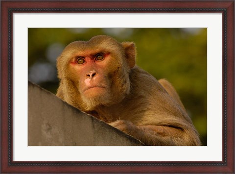 Framed Rhesus Macaque, Bird, Bharatpur. Rajasthan. INDIA Print