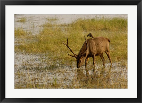 Framed Sambar Deer, Ranthambhore NP, Rajasthan, India Print