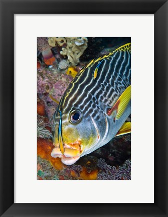Framed Cleaner fish with sweetlip fish, Raja Ampat, Papua, Indonesia Print