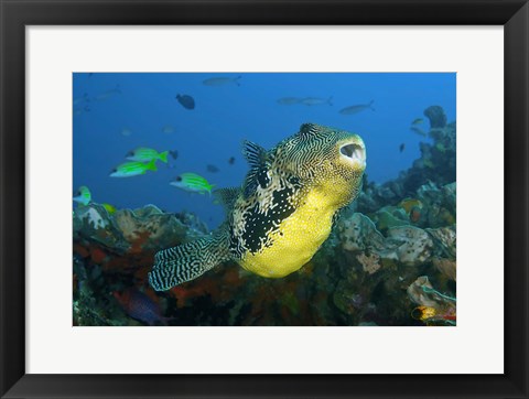 Framed Close-up of puffer fish Print