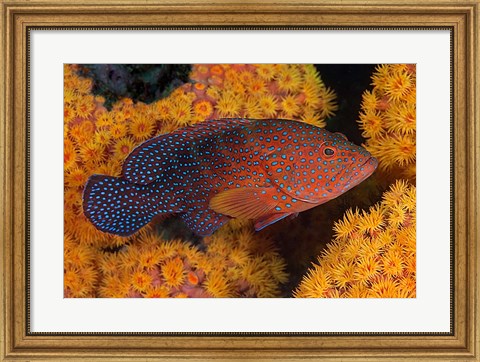 Framed Coral trout fish and coral, Raja Ampat, Papua, Indonesia Print