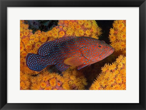 Framed Coral trout fish and coral, Raja Ampat, Papua, Indonesia Print