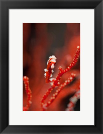 Framed Seahorse turns color of coral, Raja Ampat, Papua, Indonesia Print