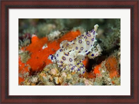 Framed Close-up of deadly blue-ringed octopus Print