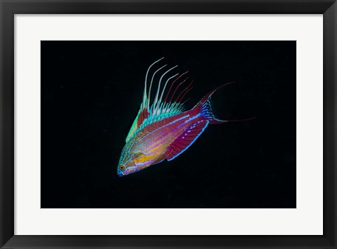 Framed Close-up of colorful wrasse fish Print