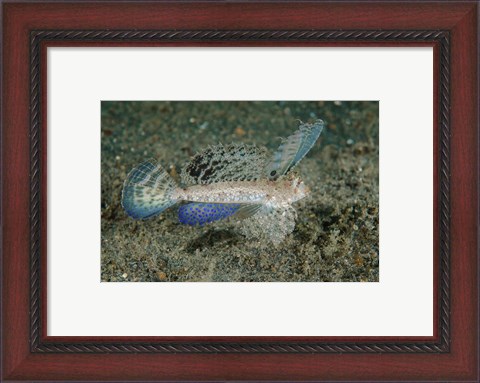 Framed Close-up of dragonet fish Print