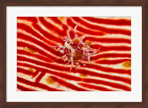 Framed Bay Anemone on sea cucumber Print