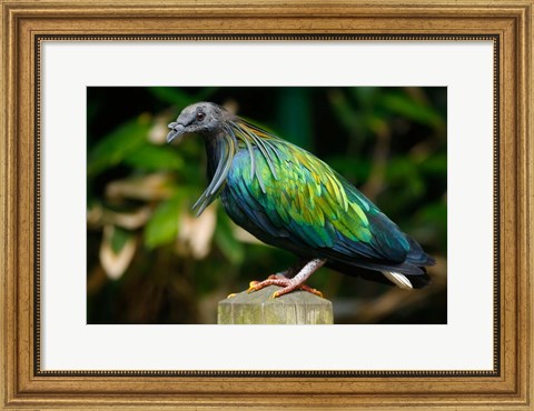 Framed Nicobar Pigeon bird, Indonesia Print