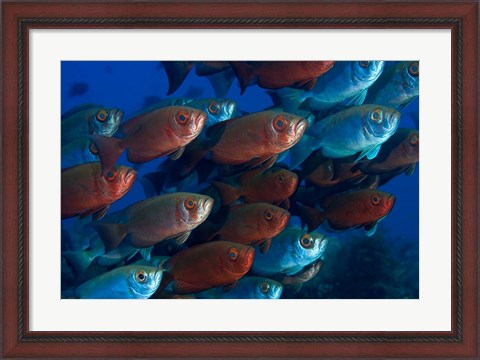 Framed Bigeye fish Print
