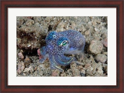 Framed Bobtail squid marine life Print