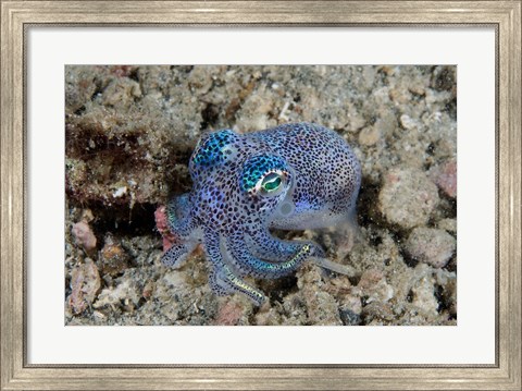 Framed Bobtail squid marine life Print