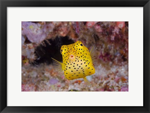 Framed Box fish swims amid coral Print