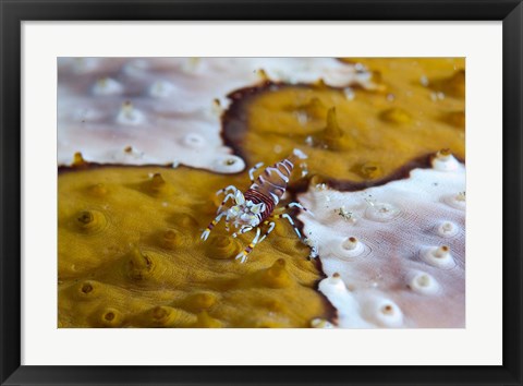 Framed Bumble-bee shrimp marine life Print