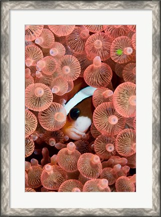 Framed Clark&#39;s anemonefish Print